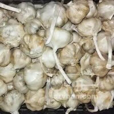 فروش سیر