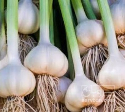 فروش سیر