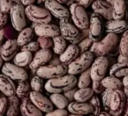فروش لوبیا چیتی