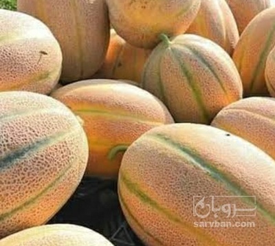 فروش طالبی جانا