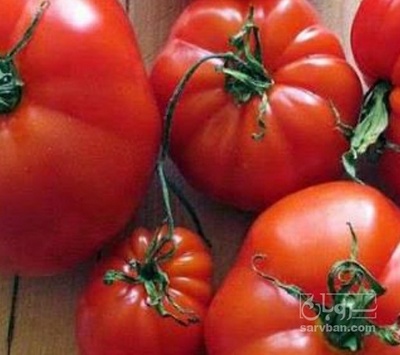فروش گوجه فرنگی