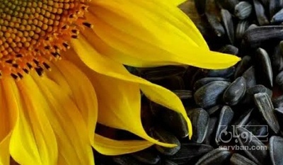 فروش تخمه آفتابگردان بذری