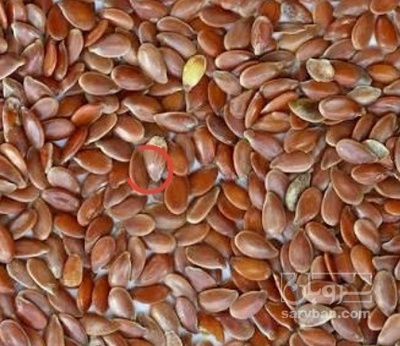 فروش کتان (گیاه الیافی)