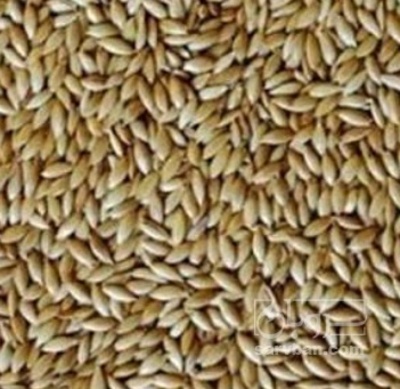 فروش کتان (گیاه الیافی)