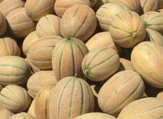 فروش طالبی جانا