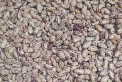 فروش لوبیا چیتی