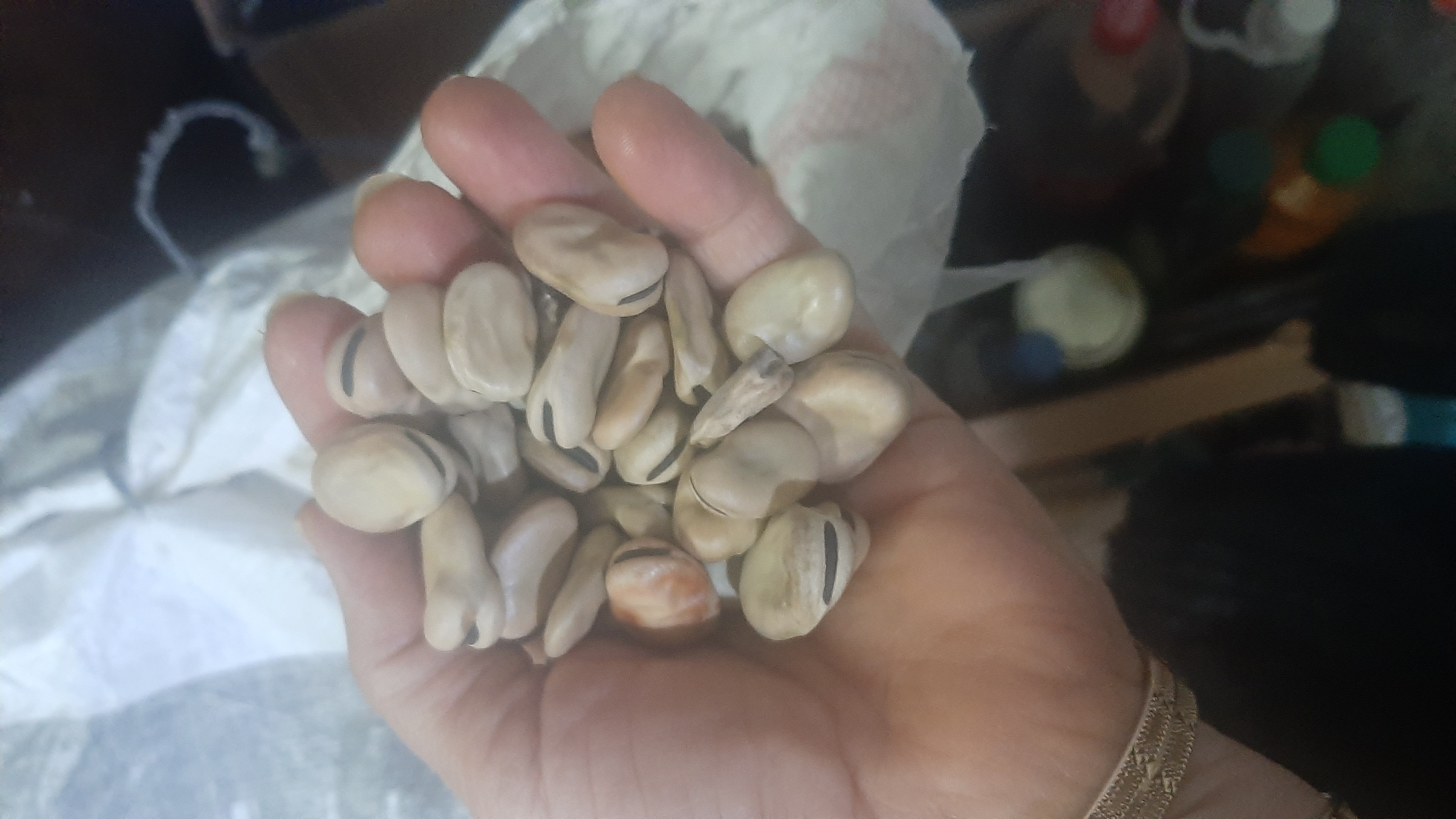 فروش باقلا خشک