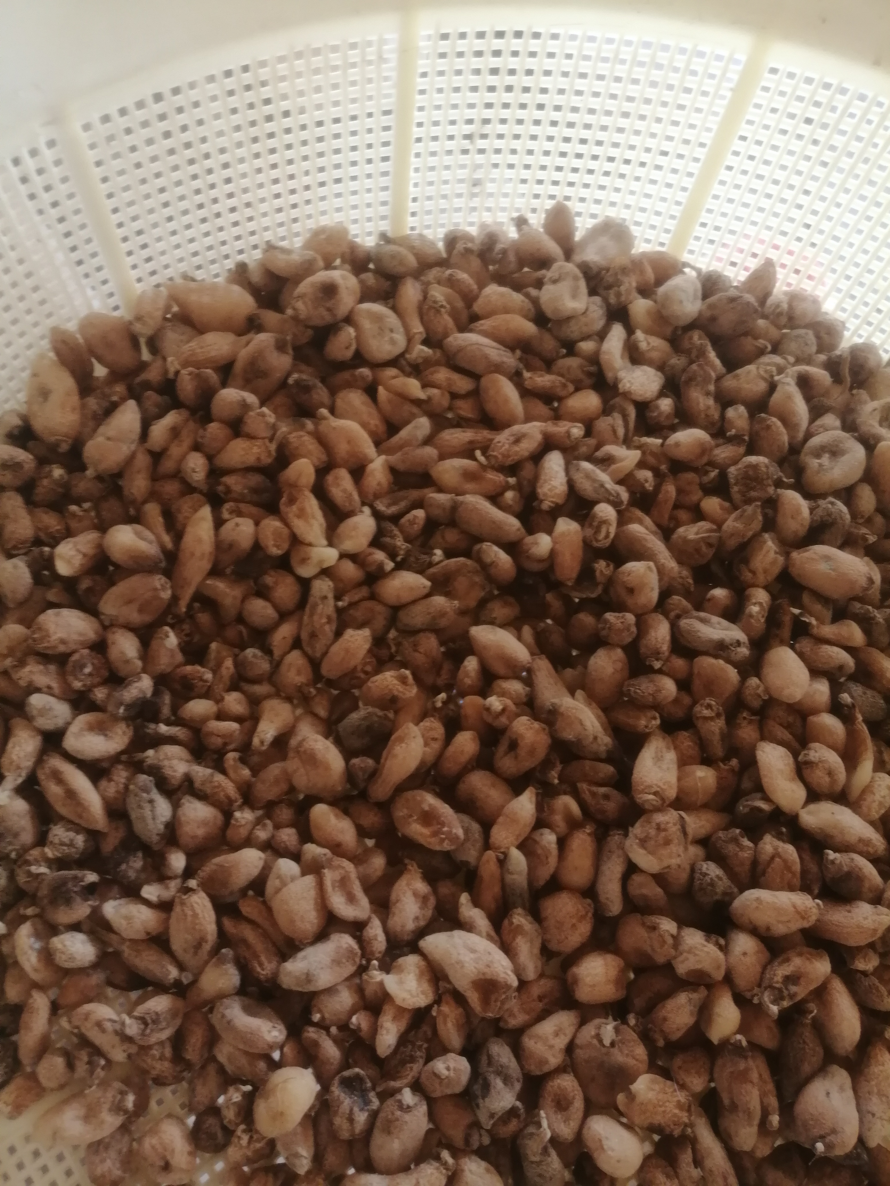 فروش ثعلب (گیاه‌ دارویی)