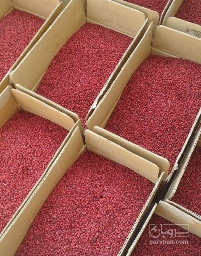 فروش زرشک اناری