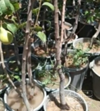 فروش نهال گلابی
