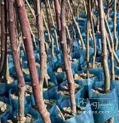 فروش نهال زردآلو