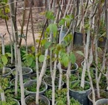 فروش نهال گیلاس