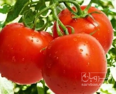 فروش گوجه فرنگی