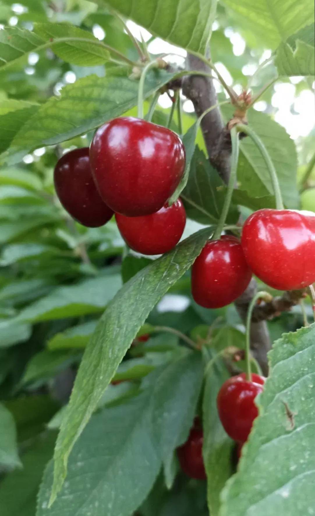 فروش گیلاس