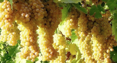 فروش انگور سفید