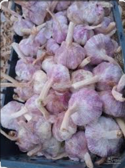 فروش سیر