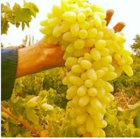 فروش انگور ریش بابا