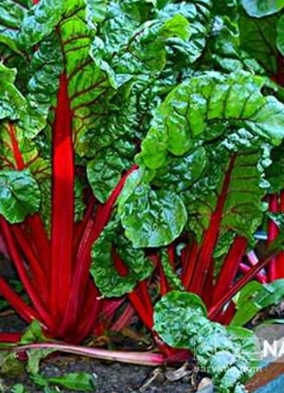 فروش سویس چارد