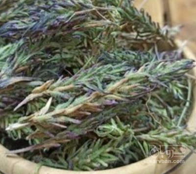 فروش کاکوتی (گیاه‌ دارویی)