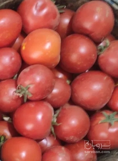 فروش گوجه فرنگی