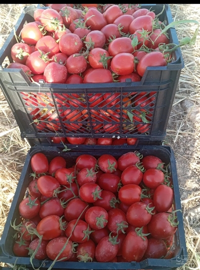 فروش گوجه فرنگی