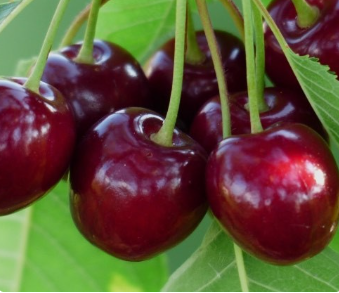 فروش گیلاس