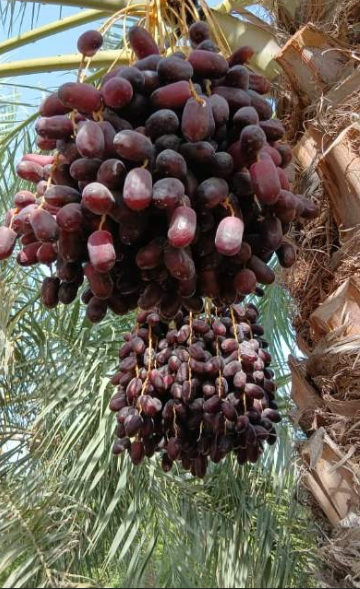 فروش خرما
