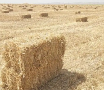 فروش کاه و کلش گندم