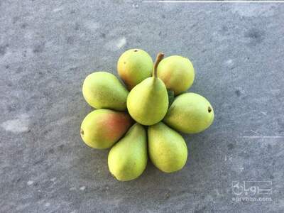 فروش گلابی