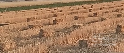 فروش کاه و کلش گندم