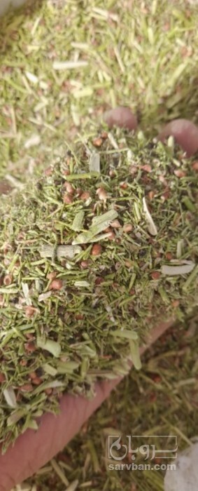 فروش خارشتر (گیاه‌ دارویی)