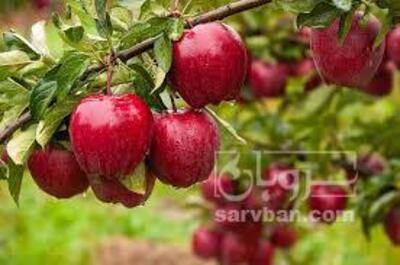 فروش سیب قرمز
