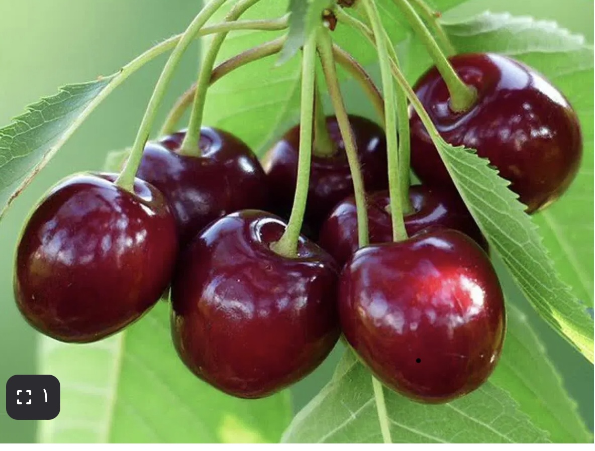 فروش گیلاس