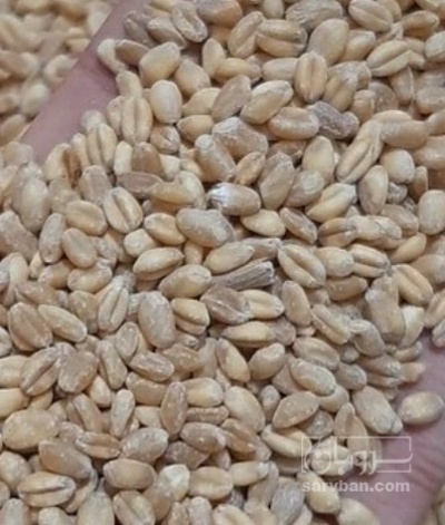 فروش گندم پوست کنده