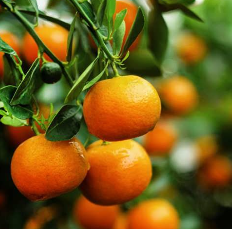 فروش نارنگی گرمه