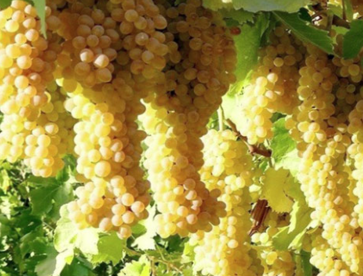 فروش انگور عسگری