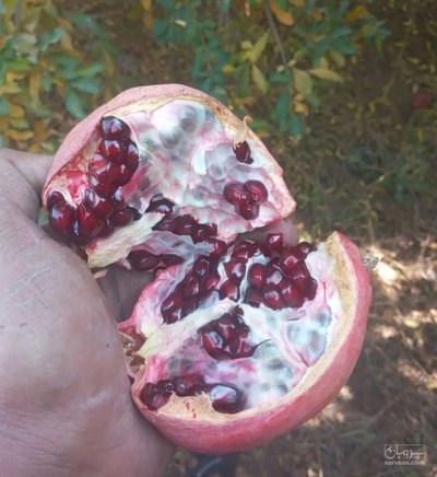 فروش انار