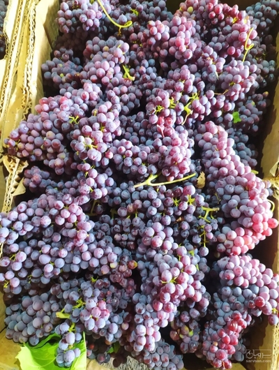 فروش انگور