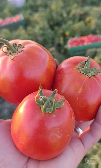 فروش گوجه فرنگی