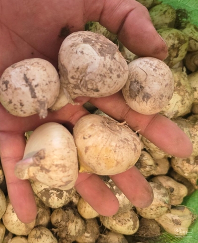 فروش موسیر