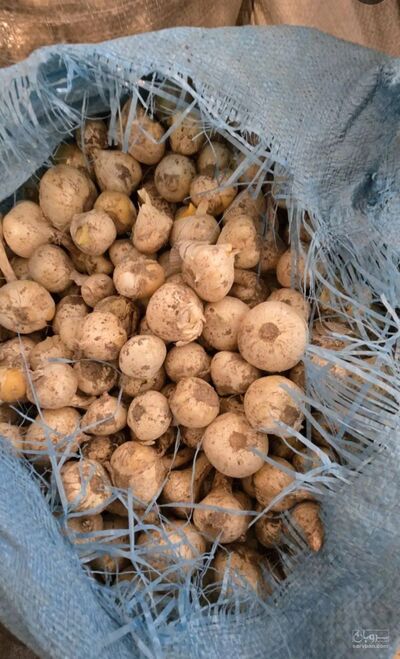 فروش موسیر