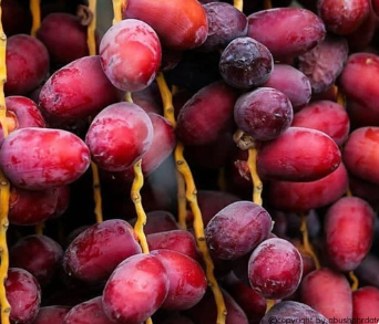 فروش خرما مضافتی