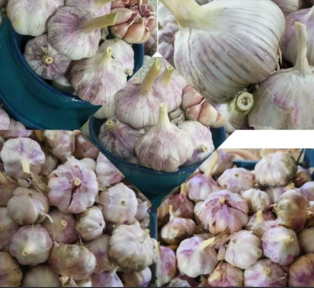 فروش سیر