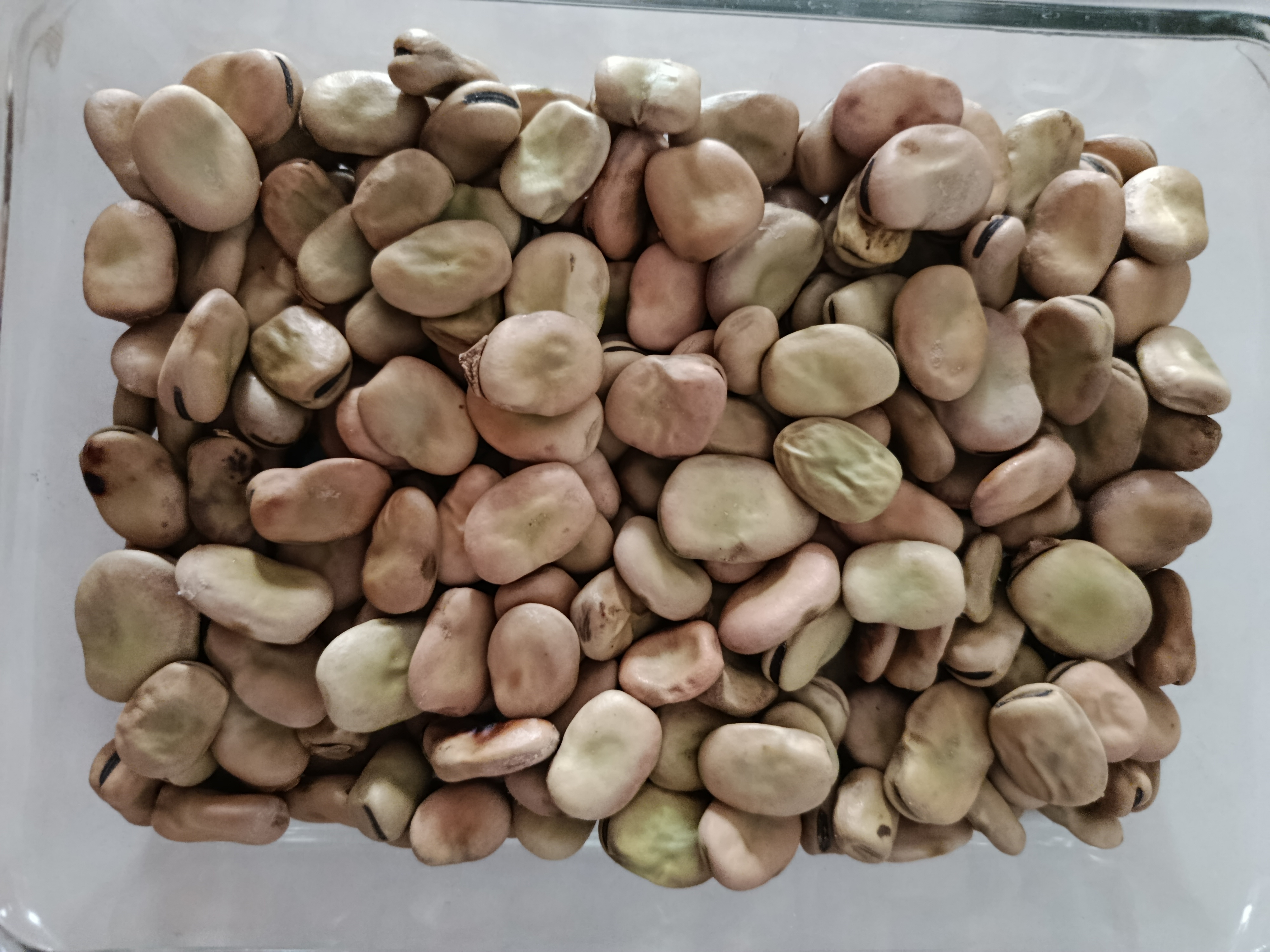 فروش باقلا خشک
