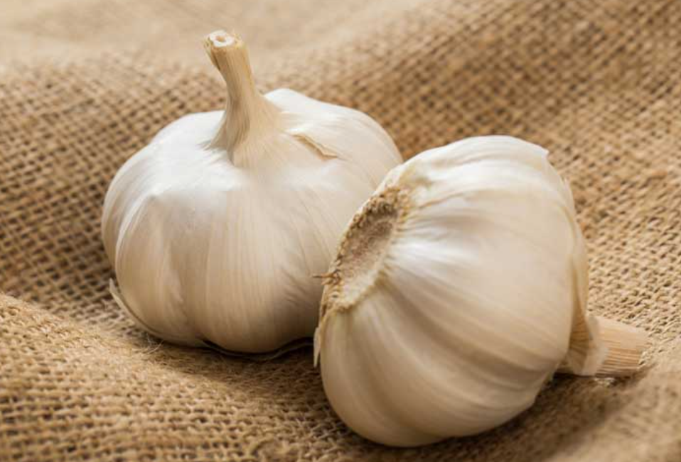 فروش سیر سفید