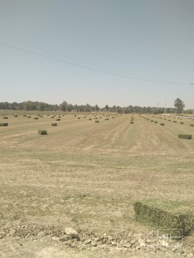 فروش یونجه