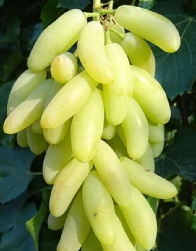 فروش انگور ریش بابا