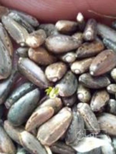 فروش بذر کنگر