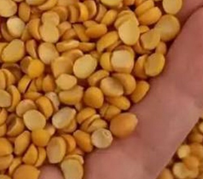 فروش نخود کفتری - لپه