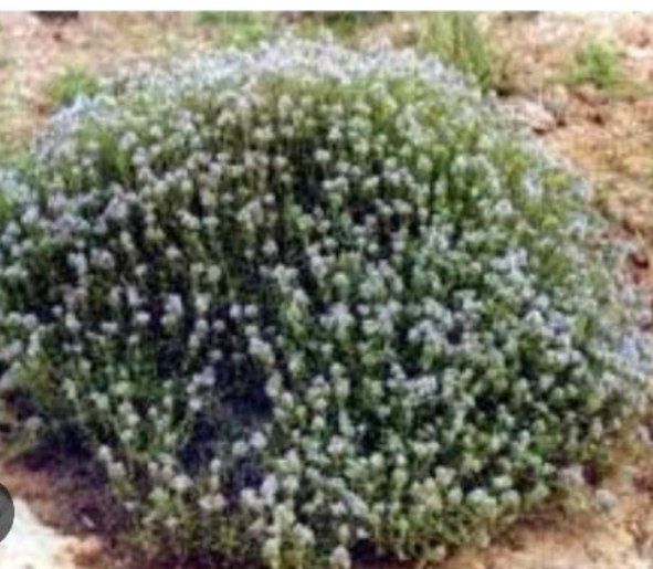 فروش آلاله (گیاه‌ دارویی)